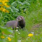 Marder im Garten - Was nun?